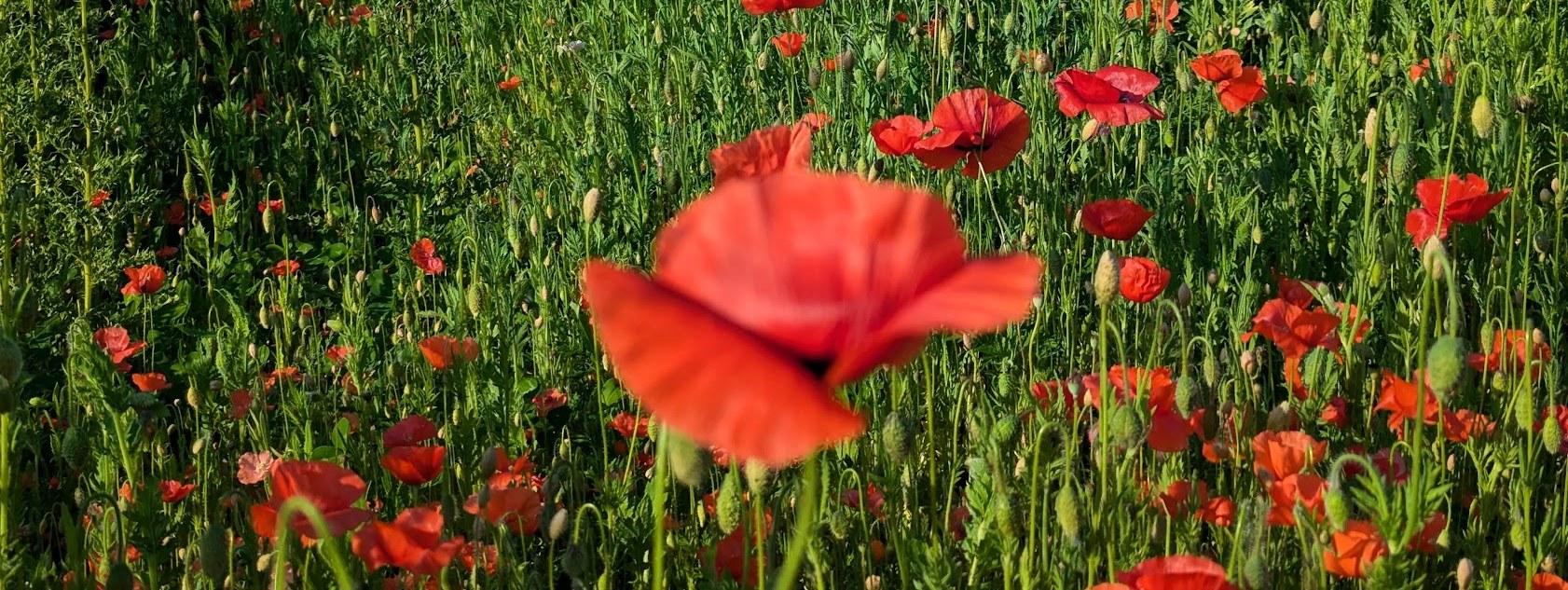 Two girls in a field of red poppies